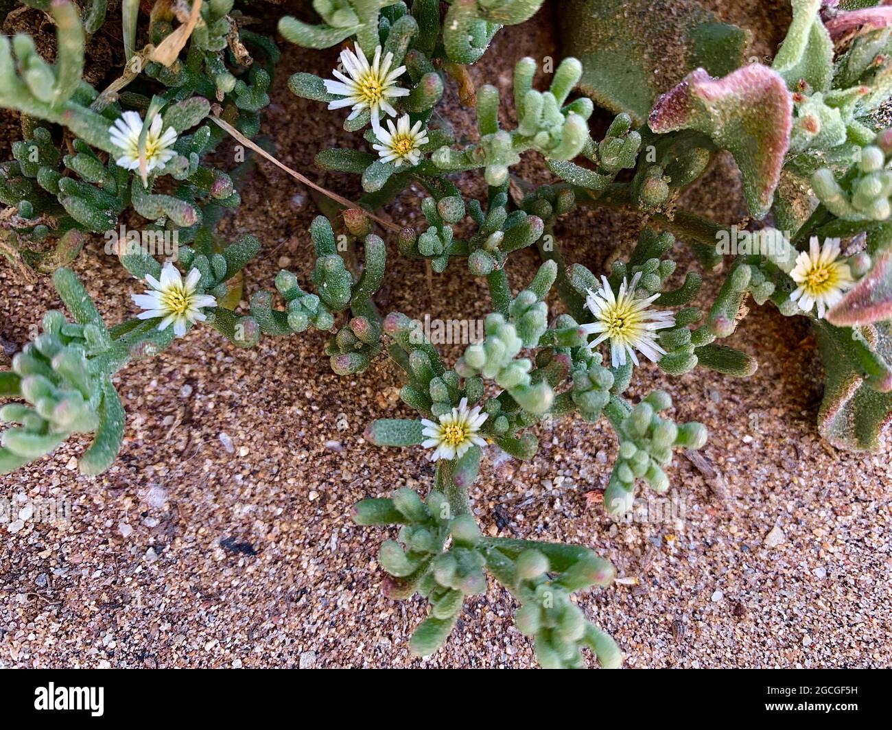 High angle shot of mesembryanthemum nodiflorum flowers in a garden Stock Photo