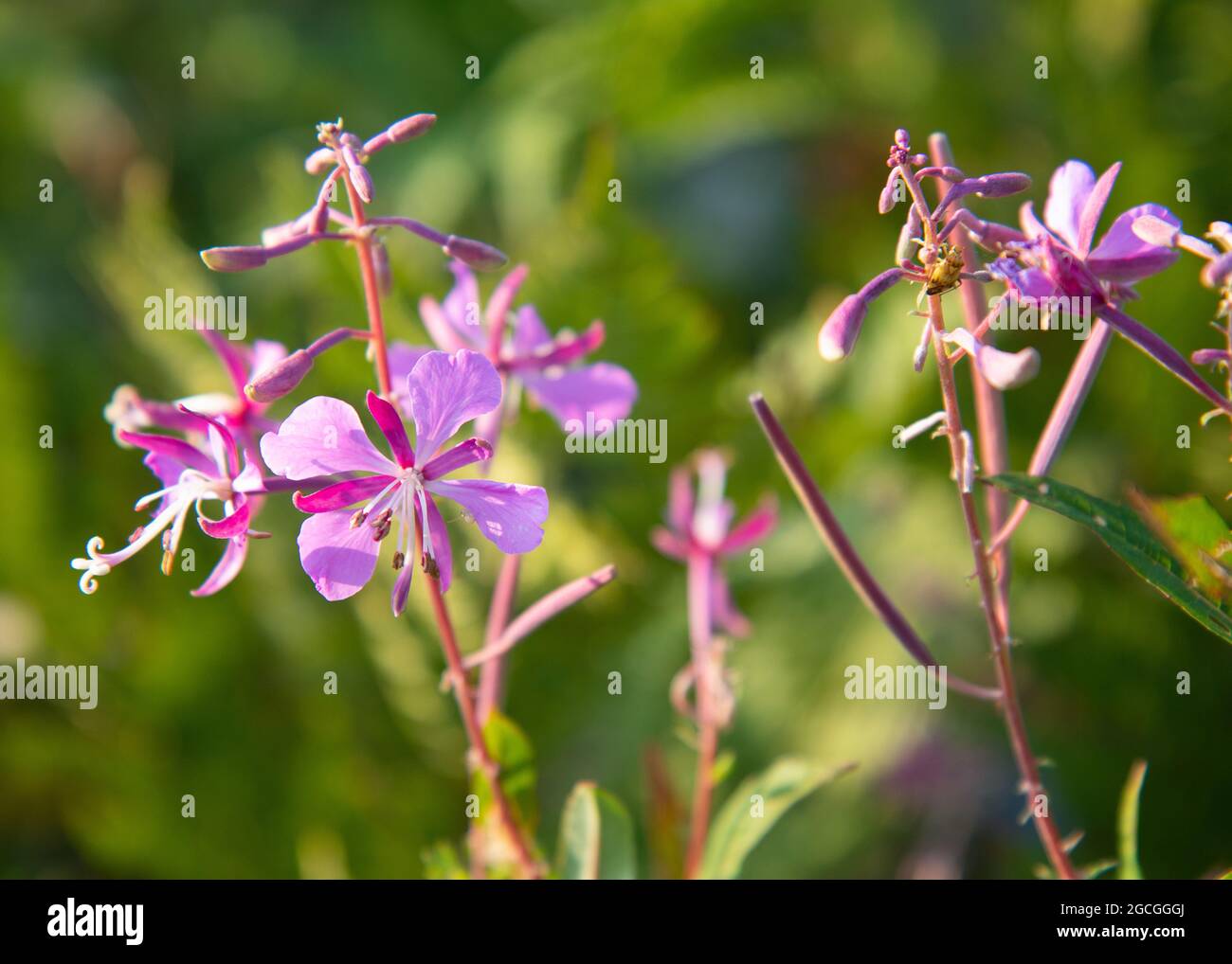 purple flowers in summer Stock Photo - Alamy