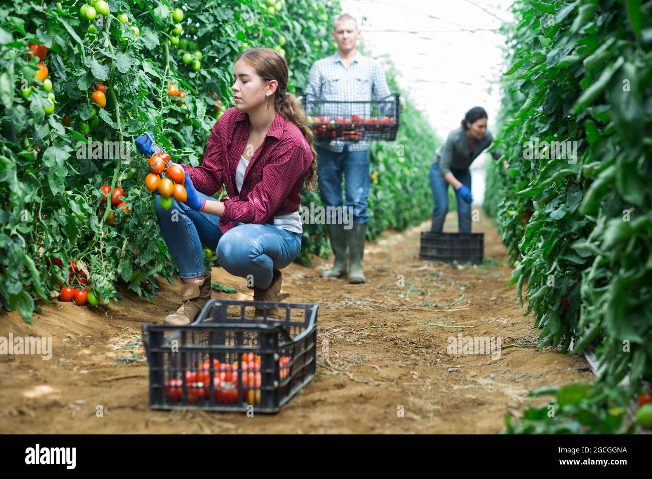Female farmer harvests tomatoes in greenhouse Stock Photo - Alamy
