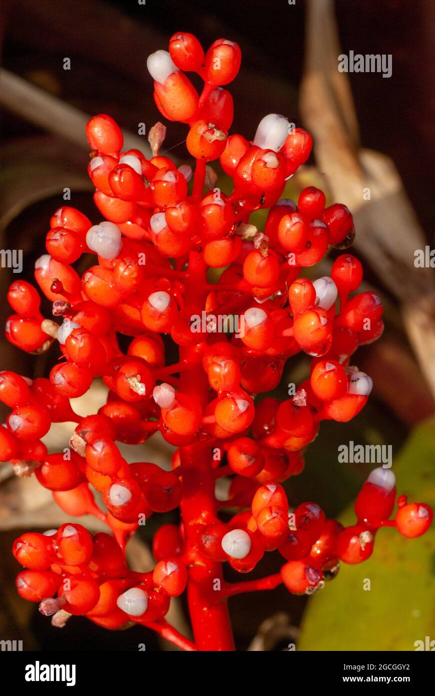 Aechmea flower, red buds, Bromeliad. Stock Photo