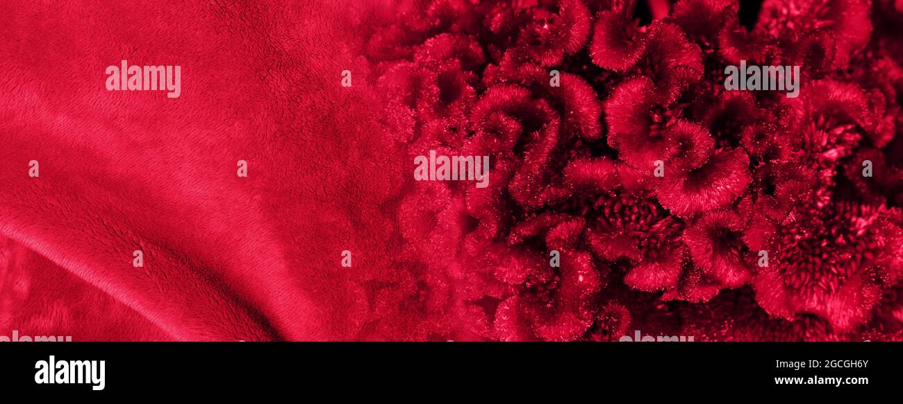 Maroon velvet fabric background hi-res stock photography and images - Alamy