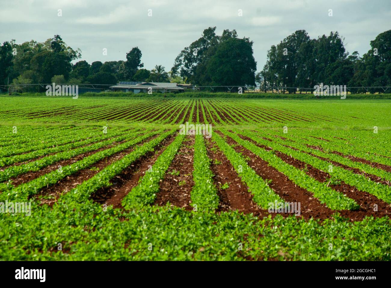 Crops in Red Soil Stock Photo Alamy