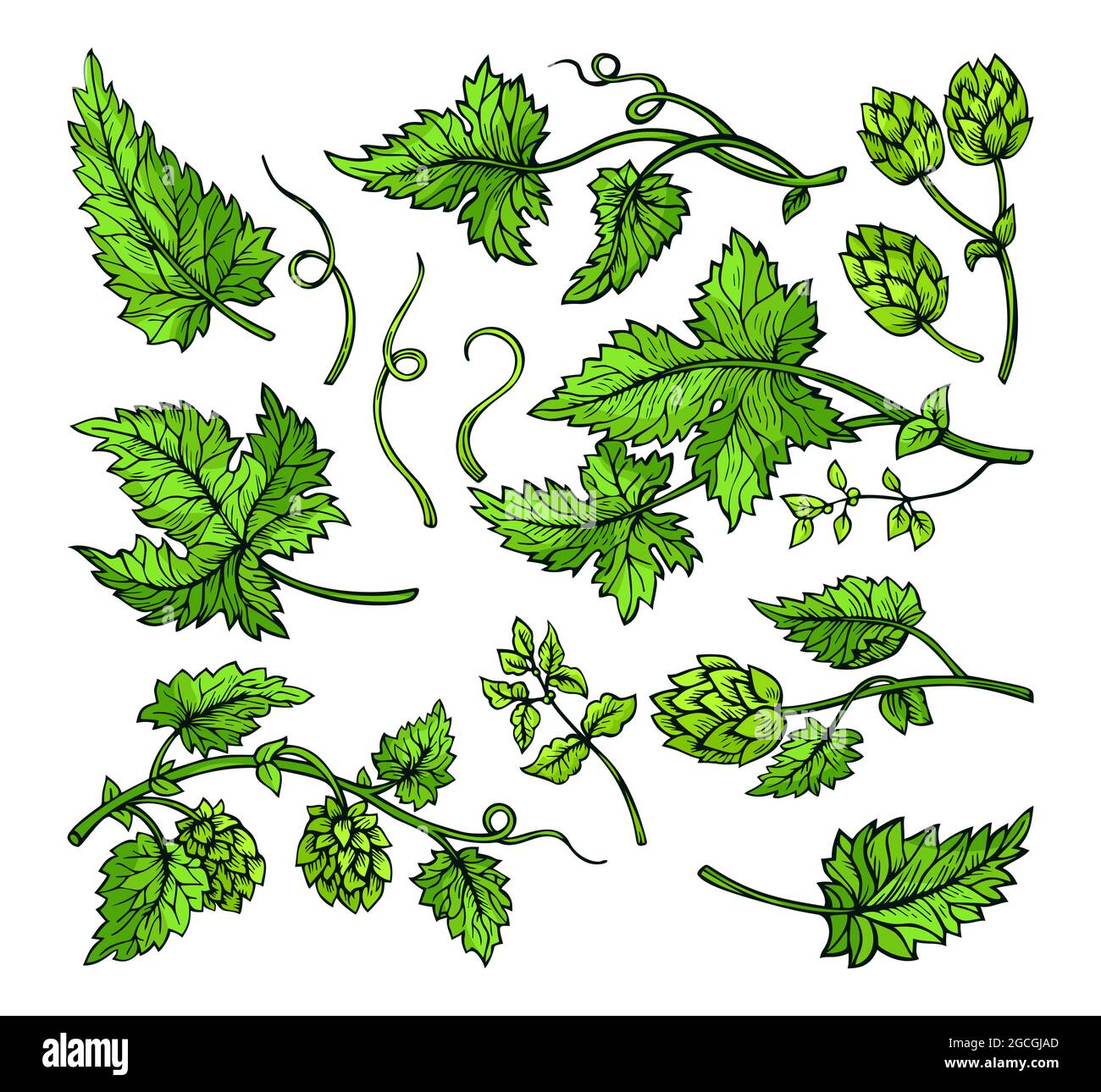 Hop plant branch leaves and cones sketch green set. Watercolor hops angular herb design engraving hand drawn. Sketches for beer packing design logo, label, emblem, pattern isolated vector Stock Vector Image & Hop plant branch leaves and cones sketch green set. Watercolor hops angular herb design engraving hand drawn. Sketches for beer packing design logo, label, emblem, pattern isolated vector Stock Vector Image &