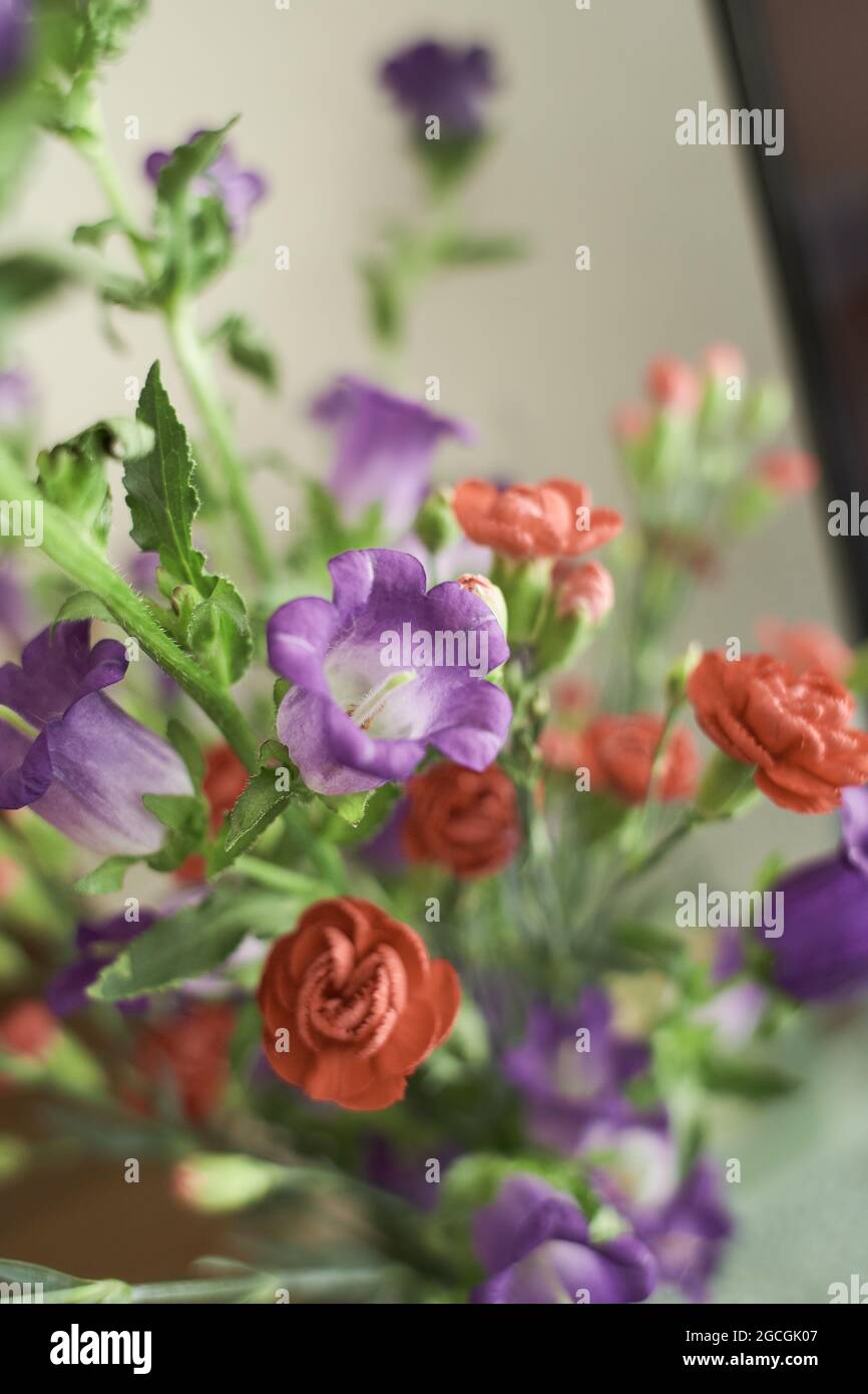 Bouquet of Canterbury bells purple flower blooming (Campanula medium) and red small carnations. Unpretentious and delicate violet bells Stock Photo