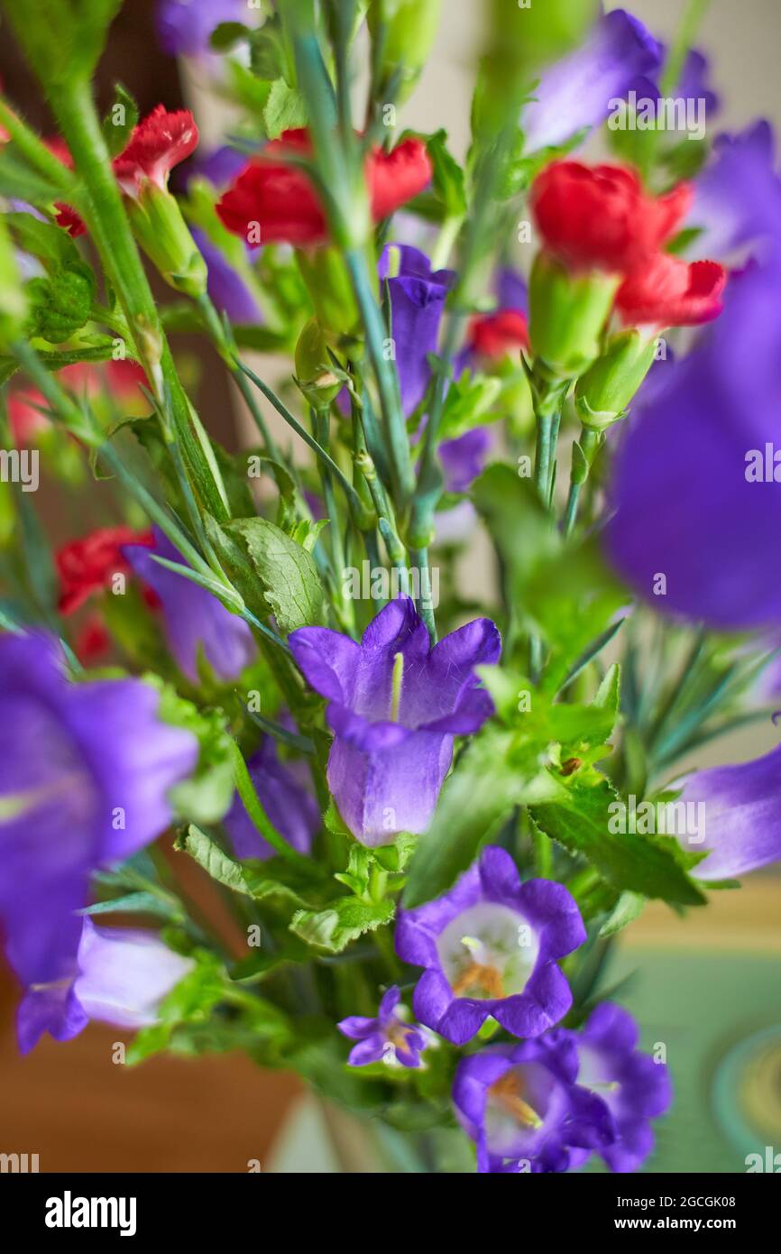 Bouquet of Canterbury bells purple flower blooming (Campanula medium) and red small carnations. Unpretentious and delicate violet bells Stock Photo