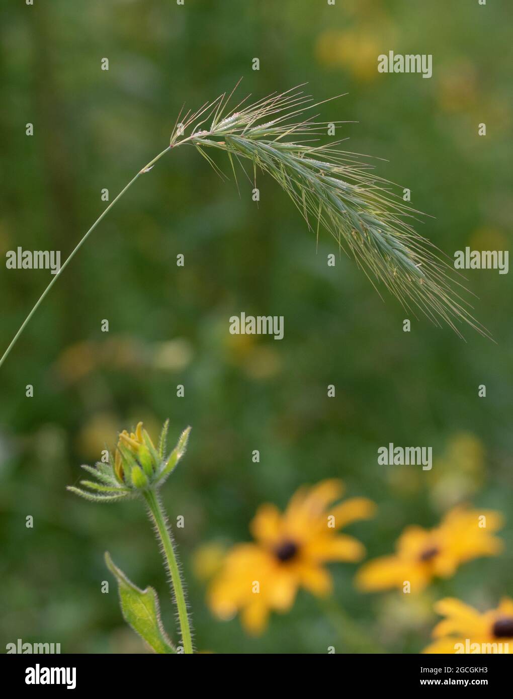 A Sedge plant curved over Black-eyed Susan wildflowers Stock Photo