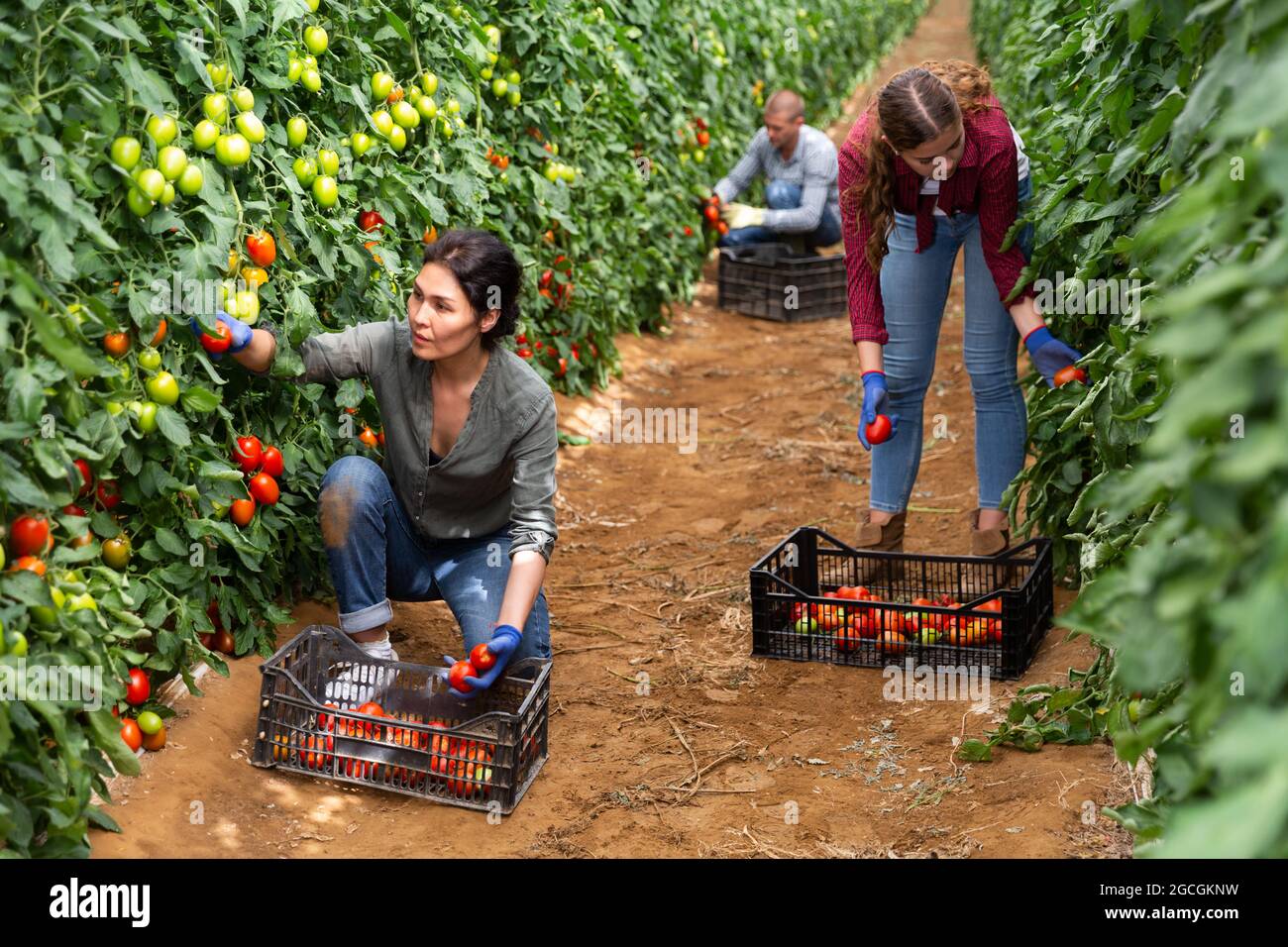 Girl, man and woman harvesting tomatoes Stock Photo - Alamy