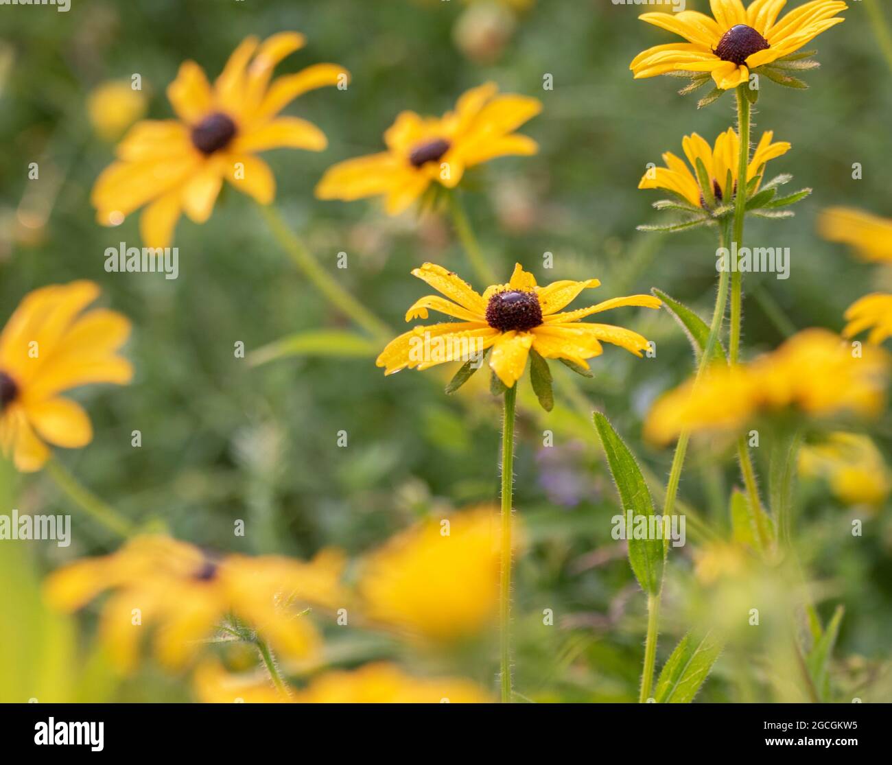 Bright yellow Black-eyed Susan wildflowers in a field Stock Photo