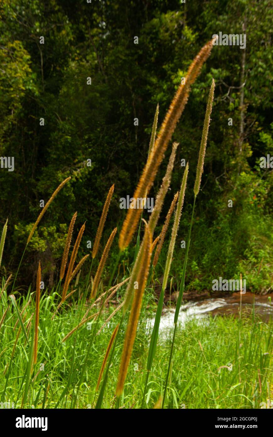 Grass Seed Head Stock Photo - Alamy