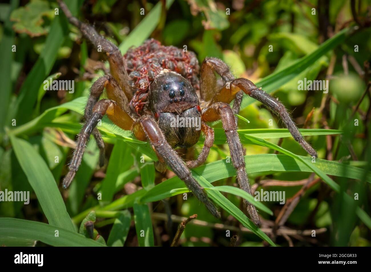 Front view of a large mother Wolf Spider carrying dozones of tiny babies on her back. Summer in Raleigh, North Carolina. Stock Photo
