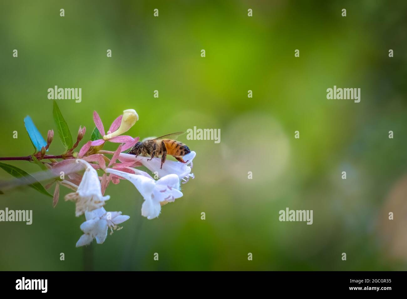 A Western Honeybee (Apis mellifera) hard at work, pollinating blooms. Raleigh, North Carolina. Room for text. Stock Photo