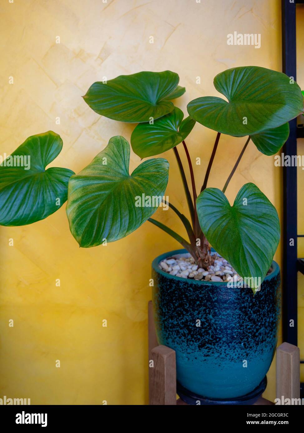 Homalomena lindenii (Rodigas), Beautiful green tropical palm leaves in blue ceramic pot at the room corner on yellow wall background, vertical style. Stock Photo
