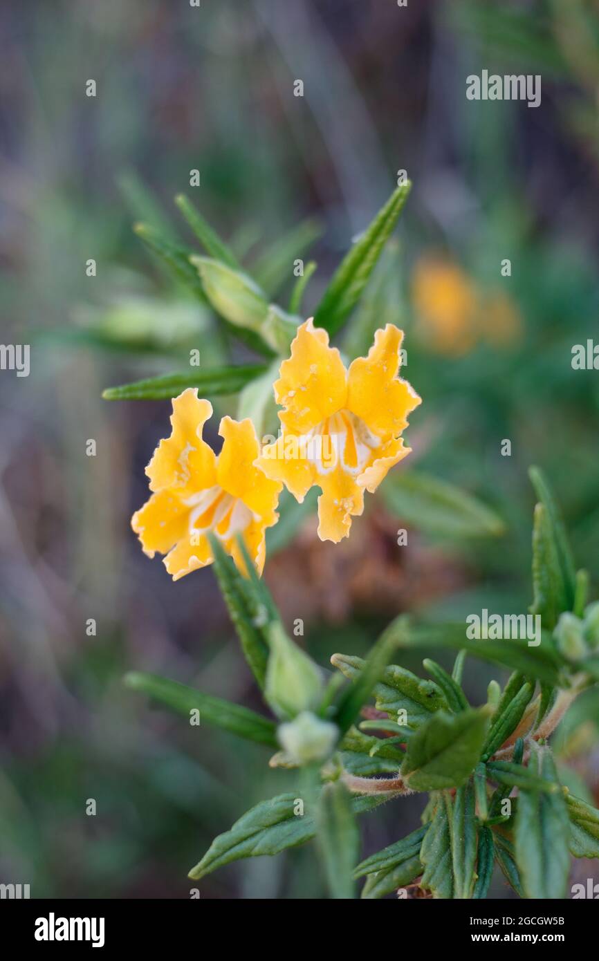 Yellow axillary raceme inflorescences of Southern Bush Mimeflower, Diplacus Longiflorus, Phrymaceae, native in the Santa Monica Mountains, Springtime. Stock Photo