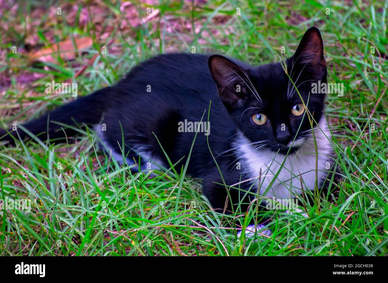 Fancy, a black and white tuxedo kitten, plays in the grass, Aug. 8, 2021. Tuxedo cats are named for their black and white color pattern. Stock Photo
