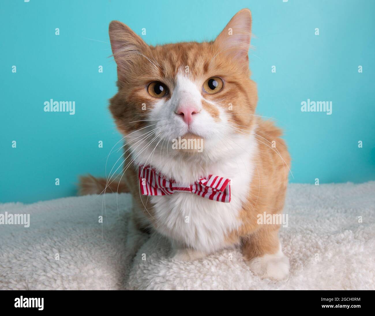 White and orange cat wearing red striped bow tie lying down portrait on blue background Stock Photo