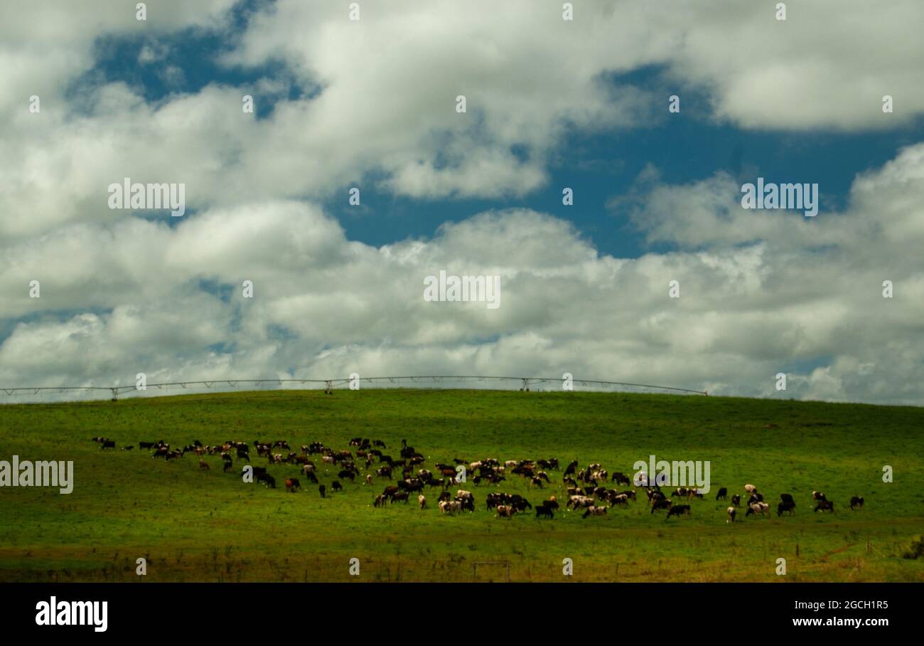 Dairy Cattle plus Travelling Irrigator on Farm on Atherton Tablelands