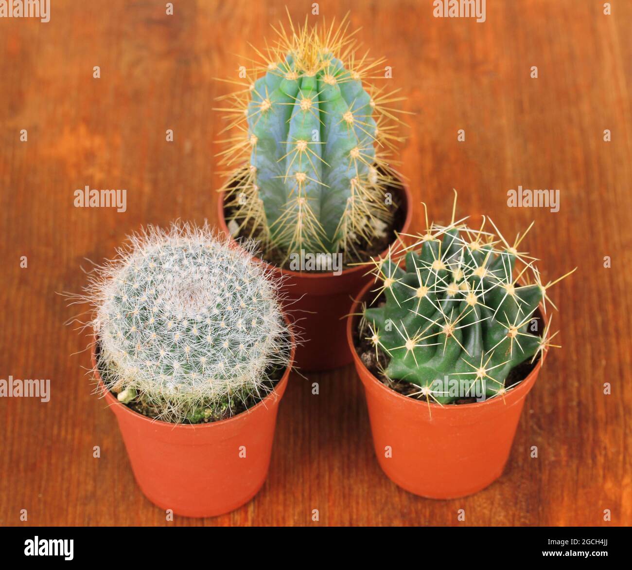 Collection of cactuses on wooden background Stock Photo - Alamy