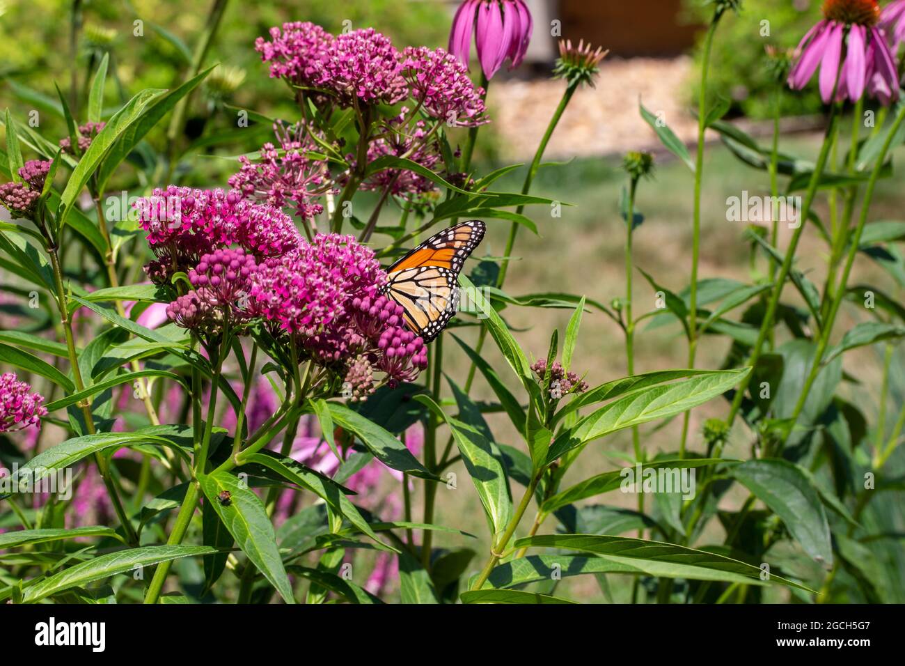 Monarch butterfly feeding on the blossoms and buds of a swamp milkweed plant (asclepias incarnata) in a sunny garden Stock Photo