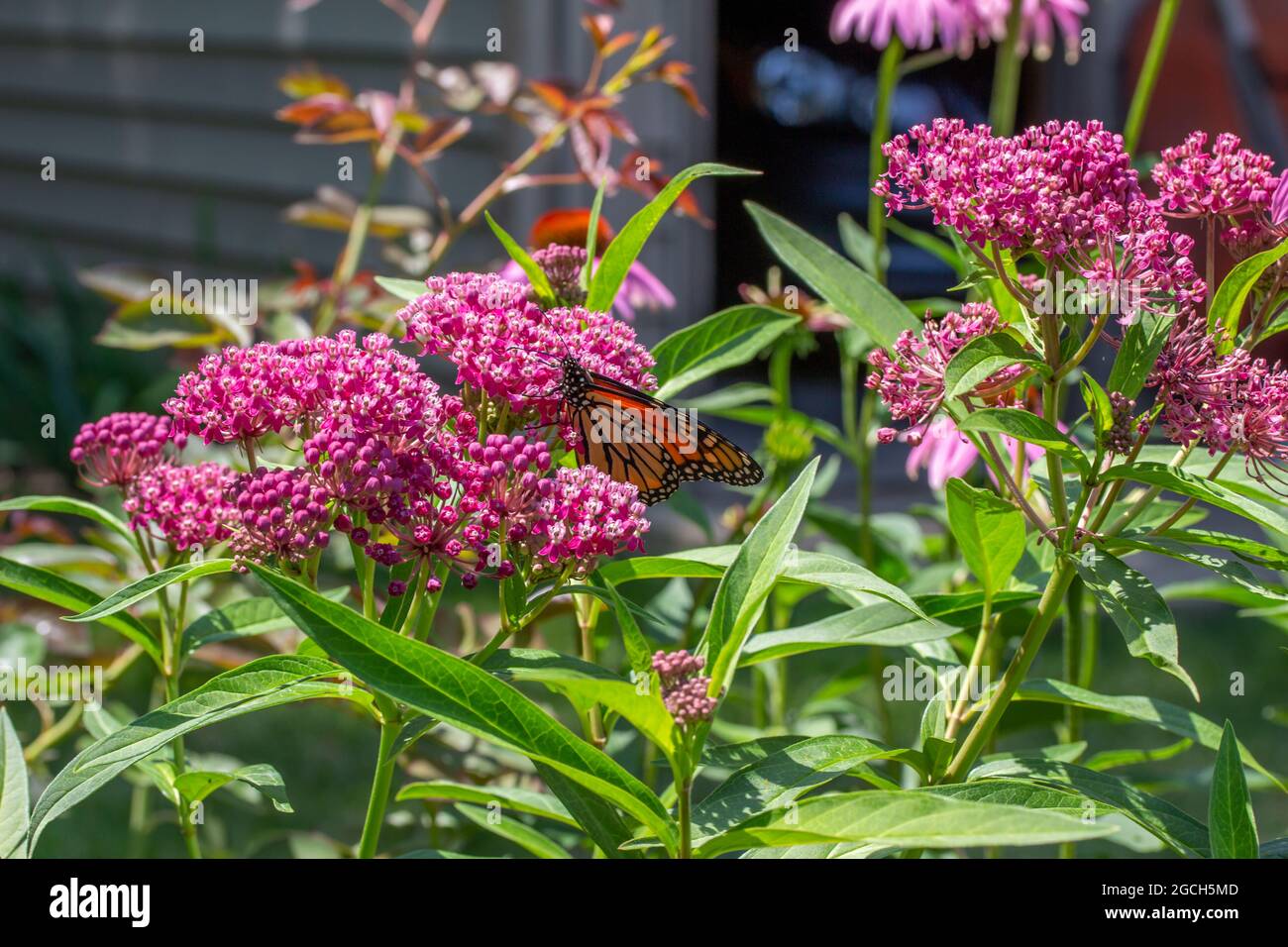 Monarch butterfly feeding on the blossoms and buds of a swamp milkweed plant (asclepias incarnata) in a sunny garden Stock Photo