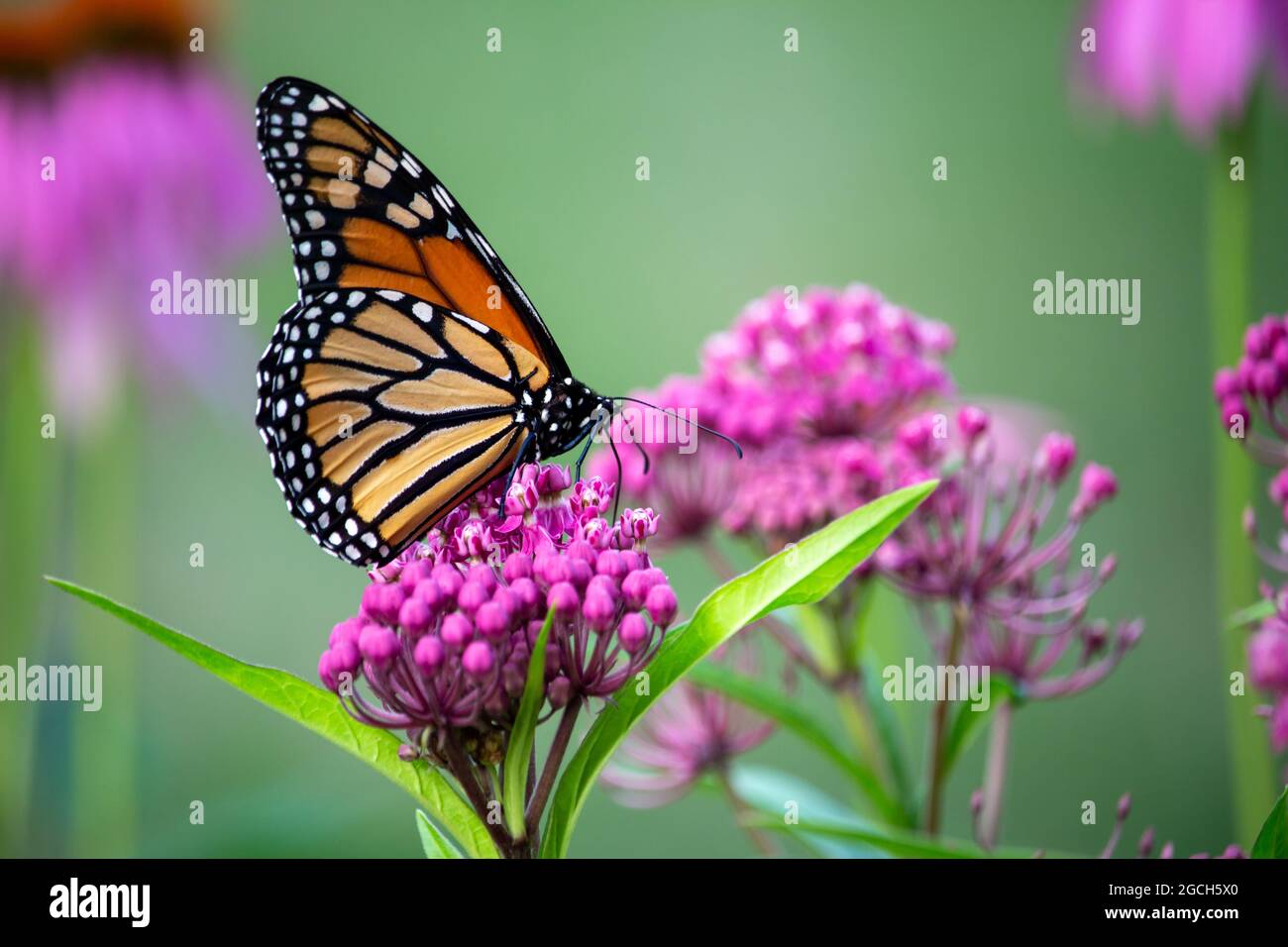 Macro view of a monarch butterfly feeding on rosy pink blossoms of a swamp milkweed plant (asclepias incarnata) with defocused background Stock Photo