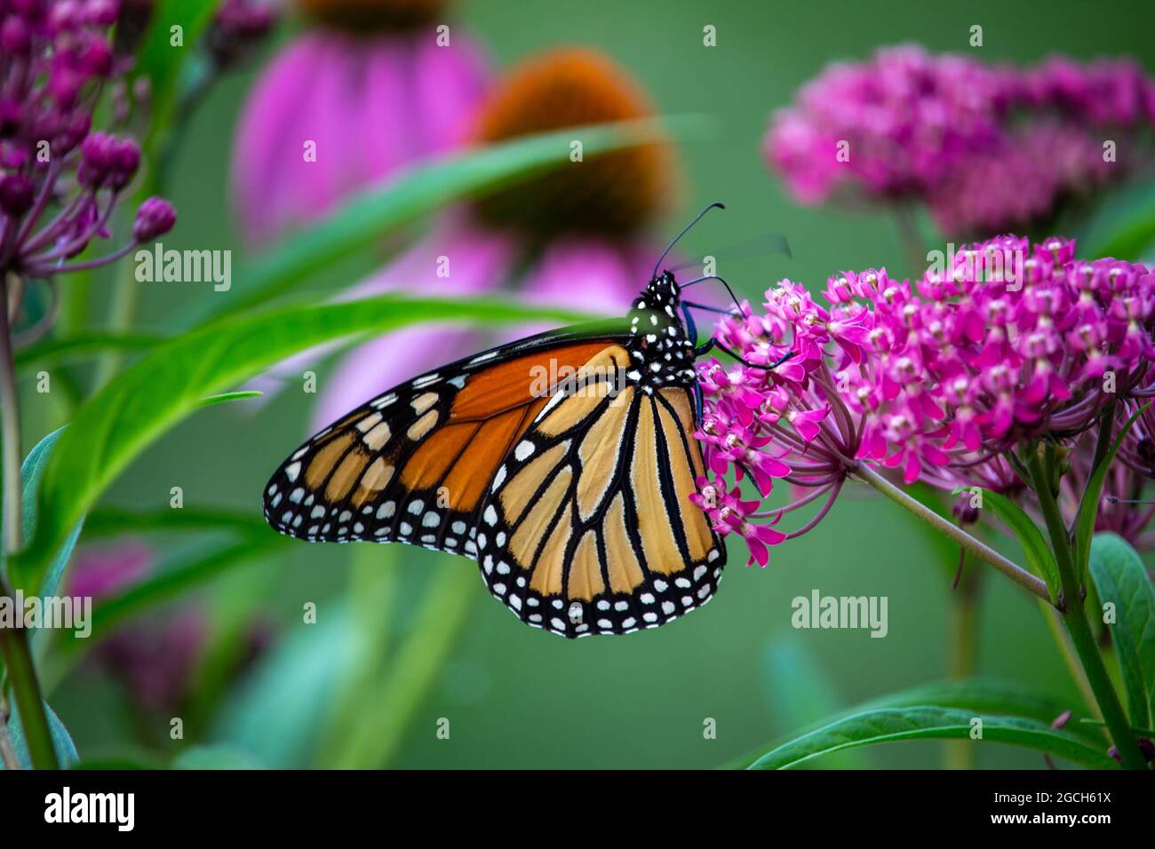 Macro view of a monarch butterfly feeding on rosy pink blossoms of a swamp milkweed plant (asclepias incarnata) with defocused background Stock Photo