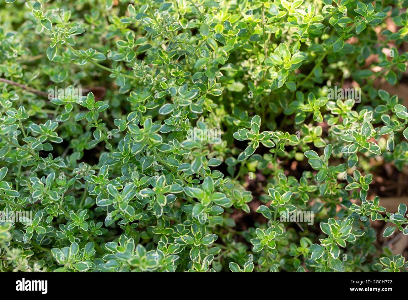 Close up texture background of variegated lemon thyme herb plants