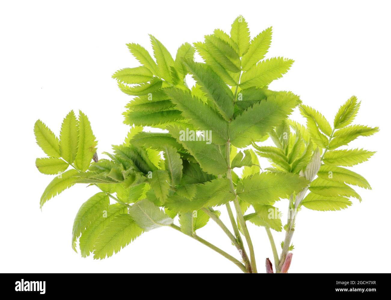 Spring April rowan tree leaves. Isolated on white studio macro shot ...