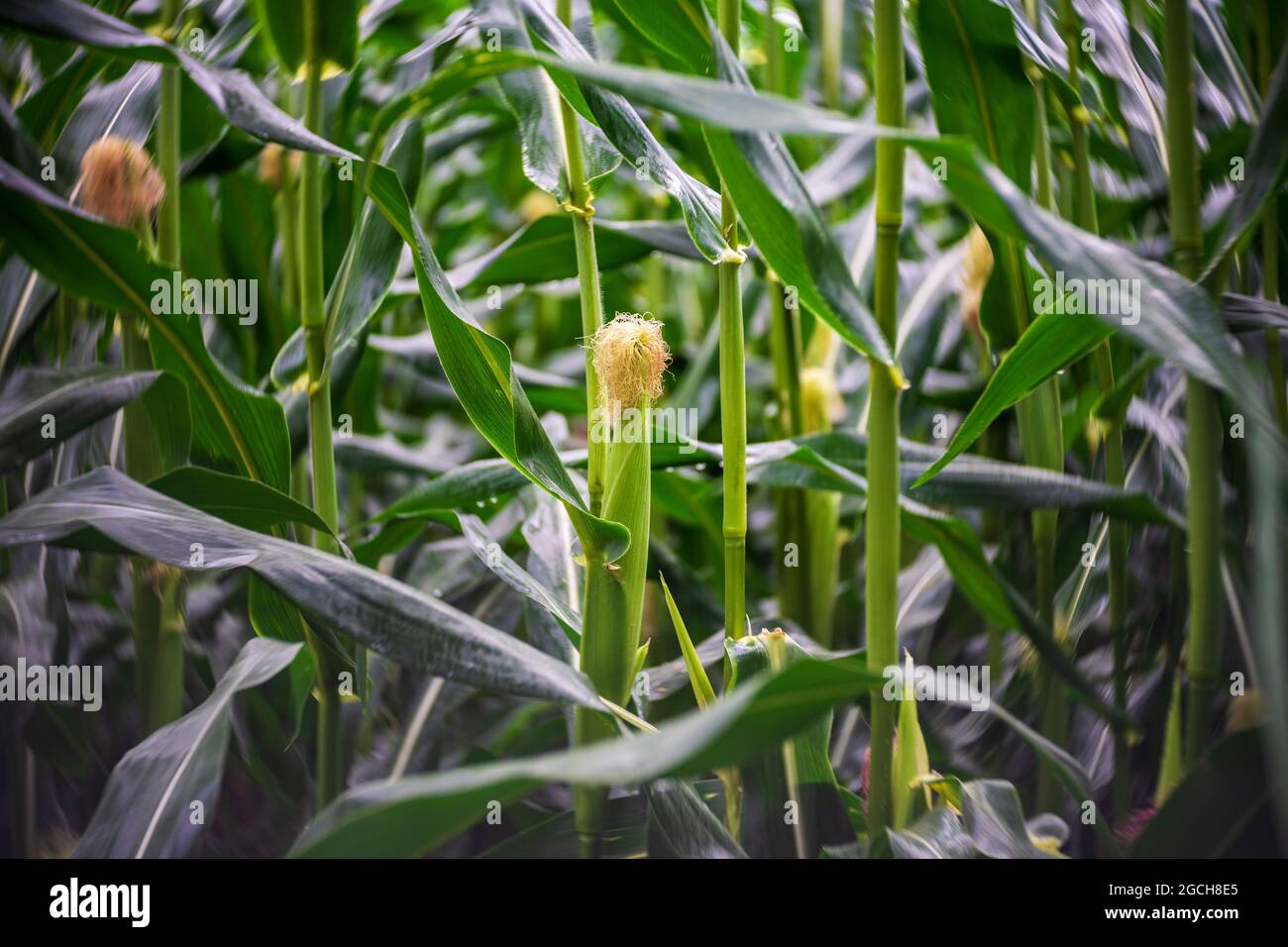Female inflorescence, with young silk Stock Photo - Alamy
