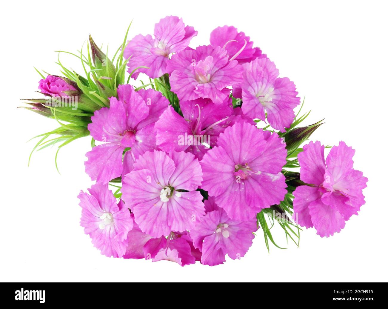 Purple summer carnations flowers macro isolated Stock Photo Alamy