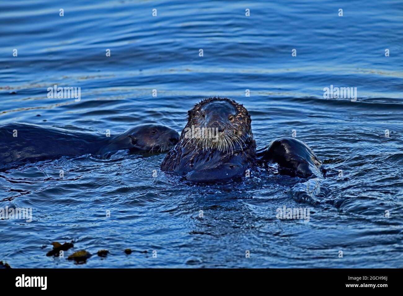 Sea Otter - Enhydra lutris Stock Photo