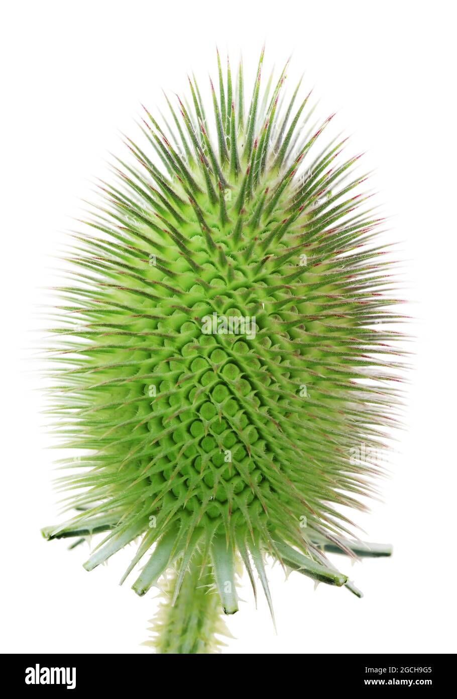 The spiny sharp fresh green bud of a thistle plant . Isolated on white studio macro shot Stock Photo