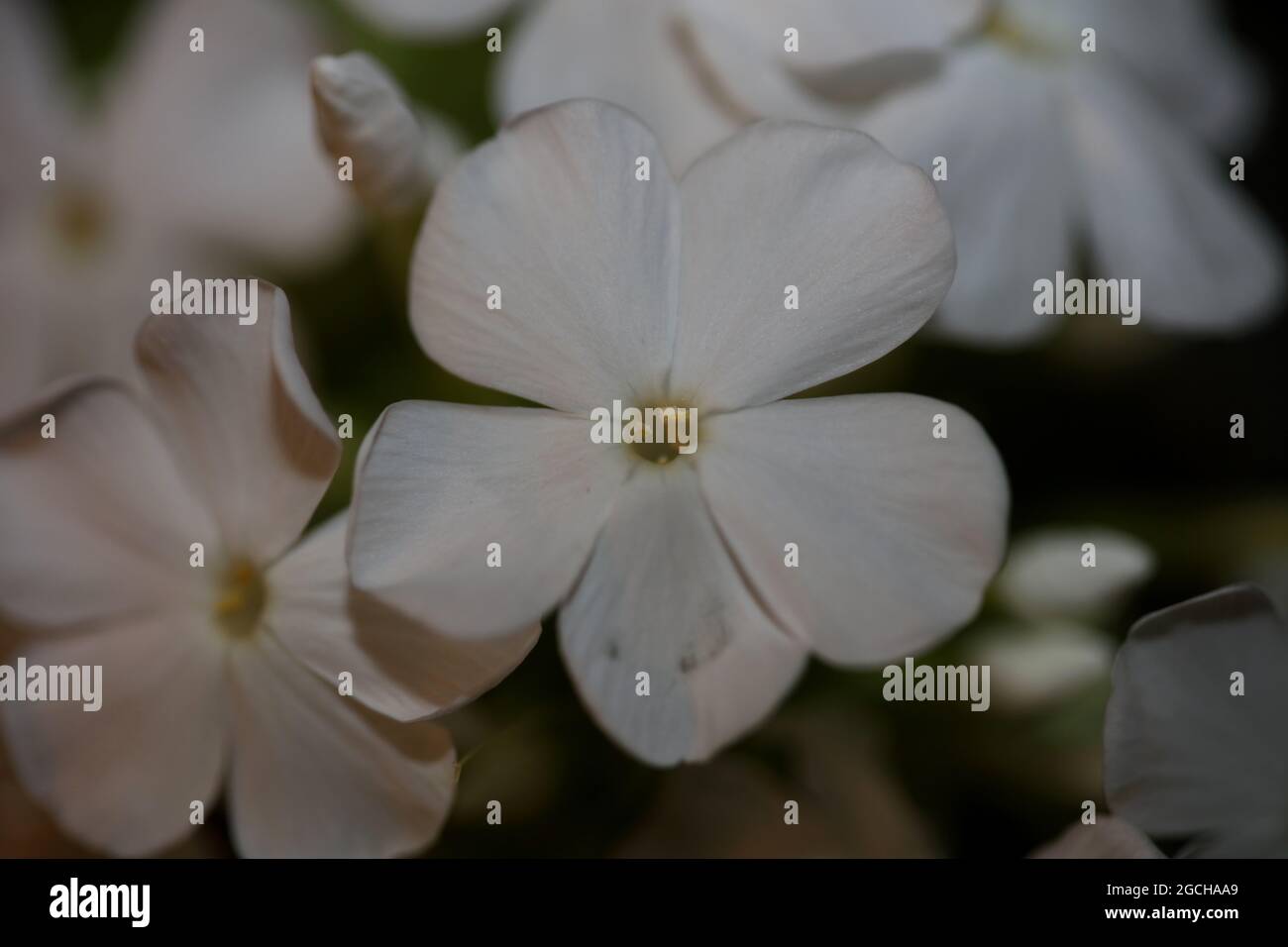 White flower blossom macro background phlox paniculata family polemoniaceae high quality big size prints Stock Photo