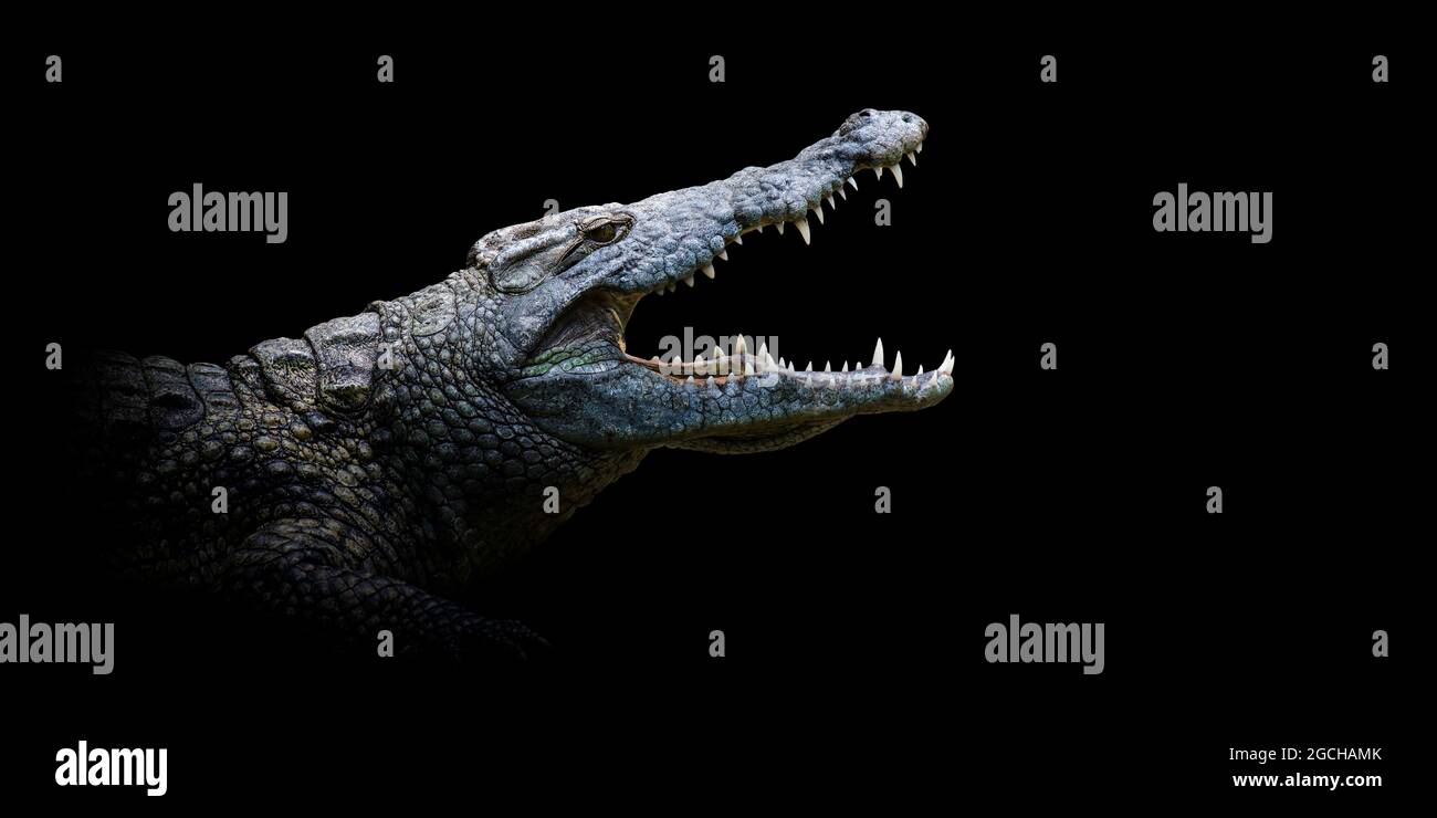 Close up crocodile portrait on black background Stock Photo