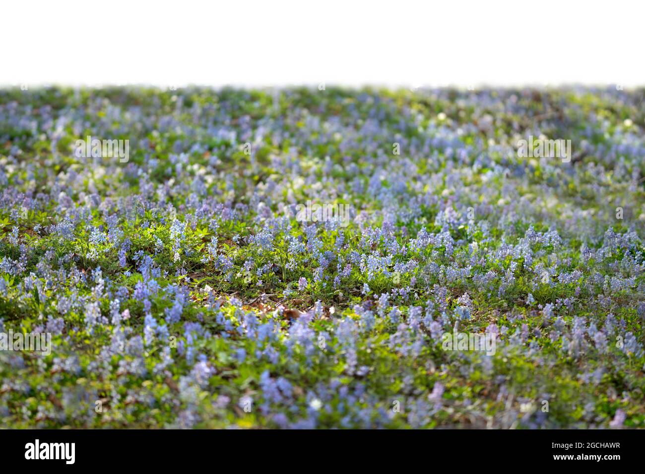 Grass and purple spring flowers isolated on white Stock Photo - Alamy
