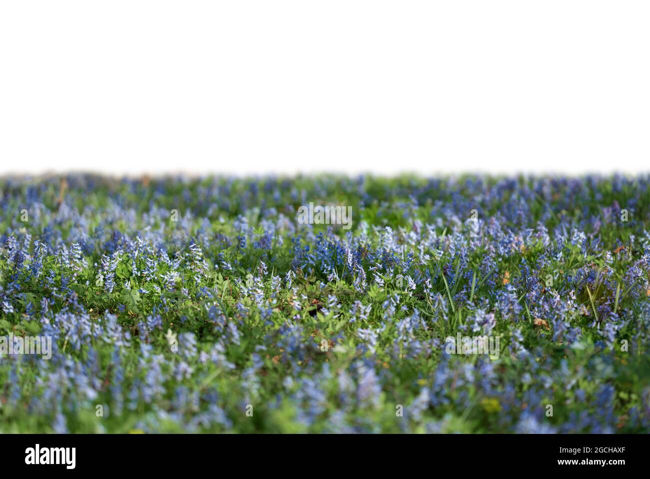 Grass and purple spring flowers isolated on white Stock Photo - Alamy