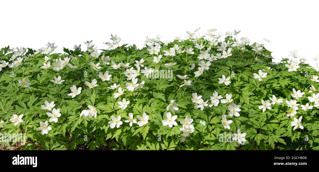 Grass and spring flowers isolated on white Stock Photo - Alamy