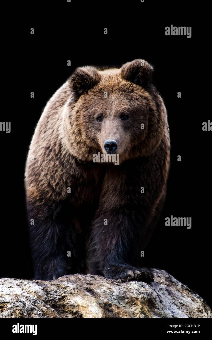 Close up brown Bear portrait on black background Stock Photo
