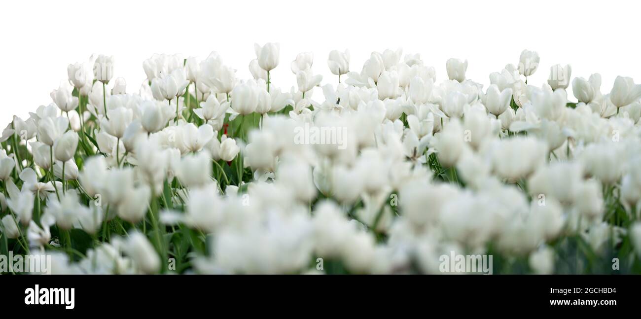 Grass and spring flowers isolated on white Stock Photo - Alamy