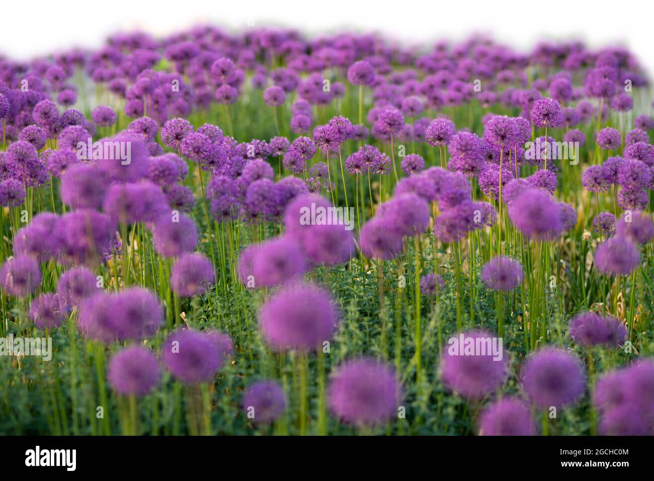 Grass and purple spring flowers isolated on white Stock Photo - Alamy