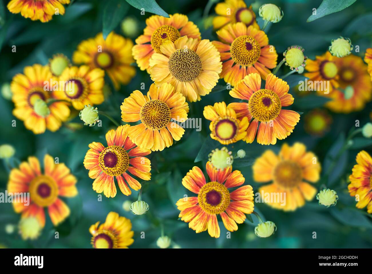 gaillardia flower red and yellow close up on green blurry background  Stock Photo