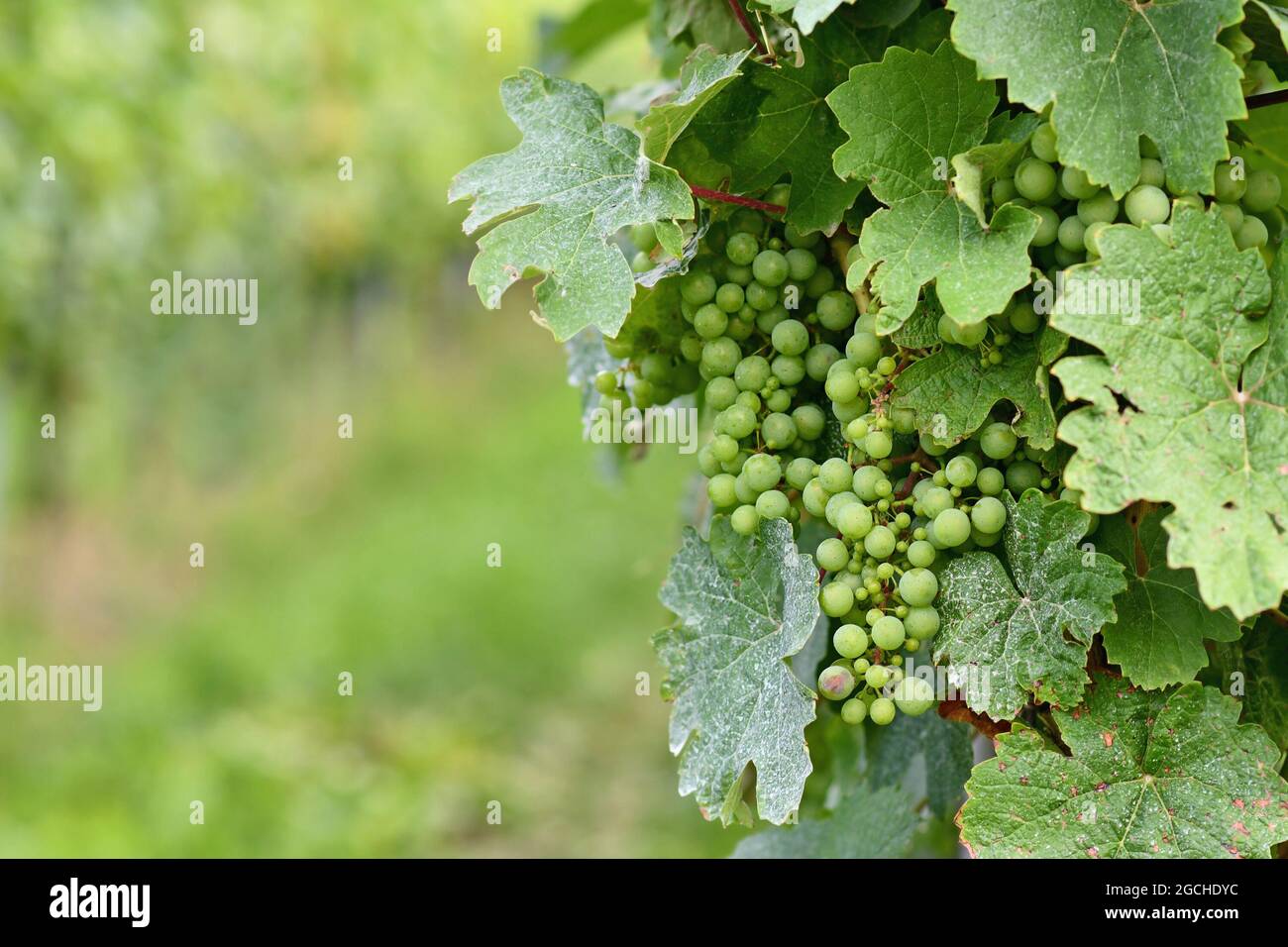 Small green wine grapes in vineyard with mildew on leaves Stock Photo