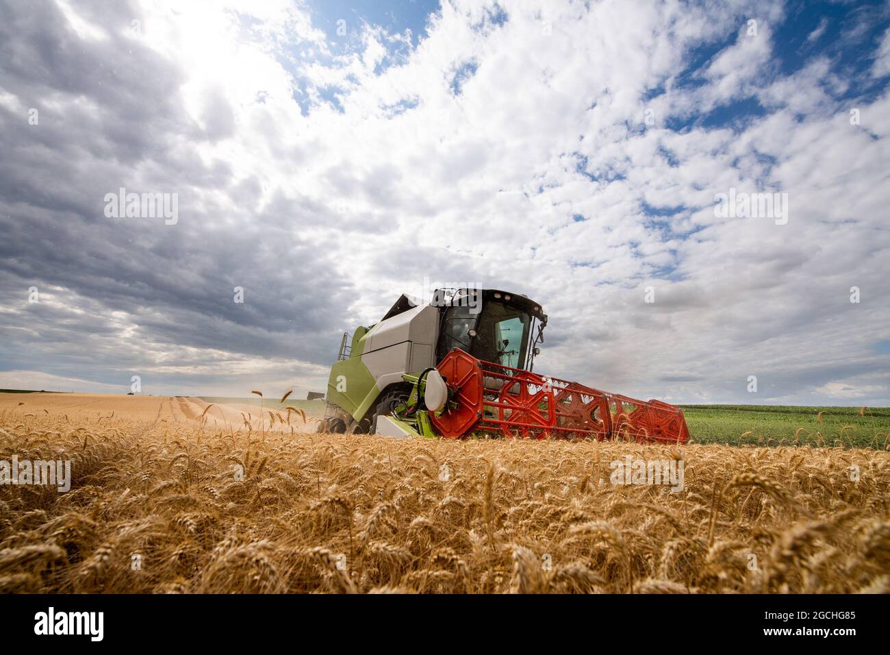 Harvesting of wheat field in summer Stock Photo - Alamy