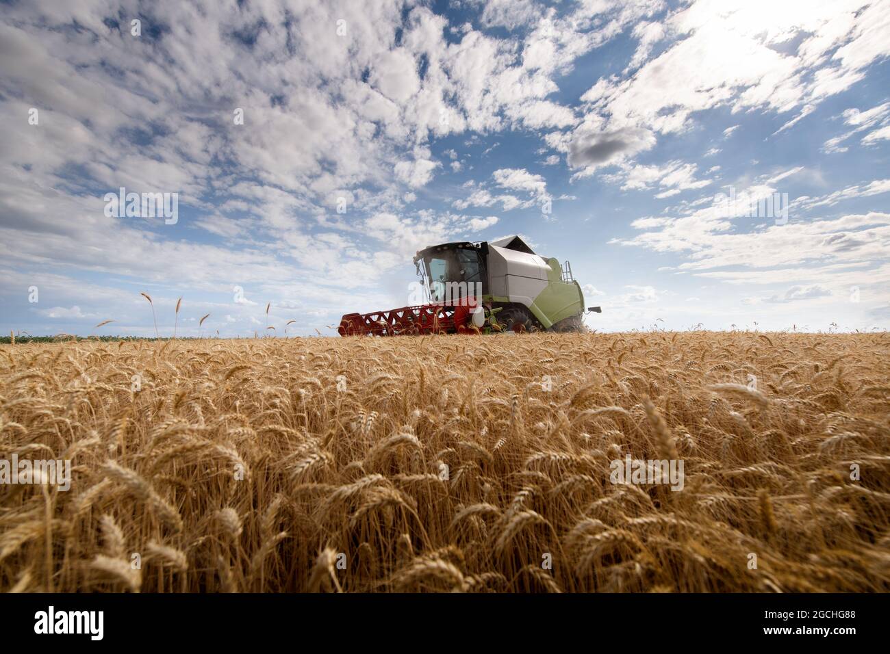 Harvesting of wheat field in summer Stock Photo - Alamy