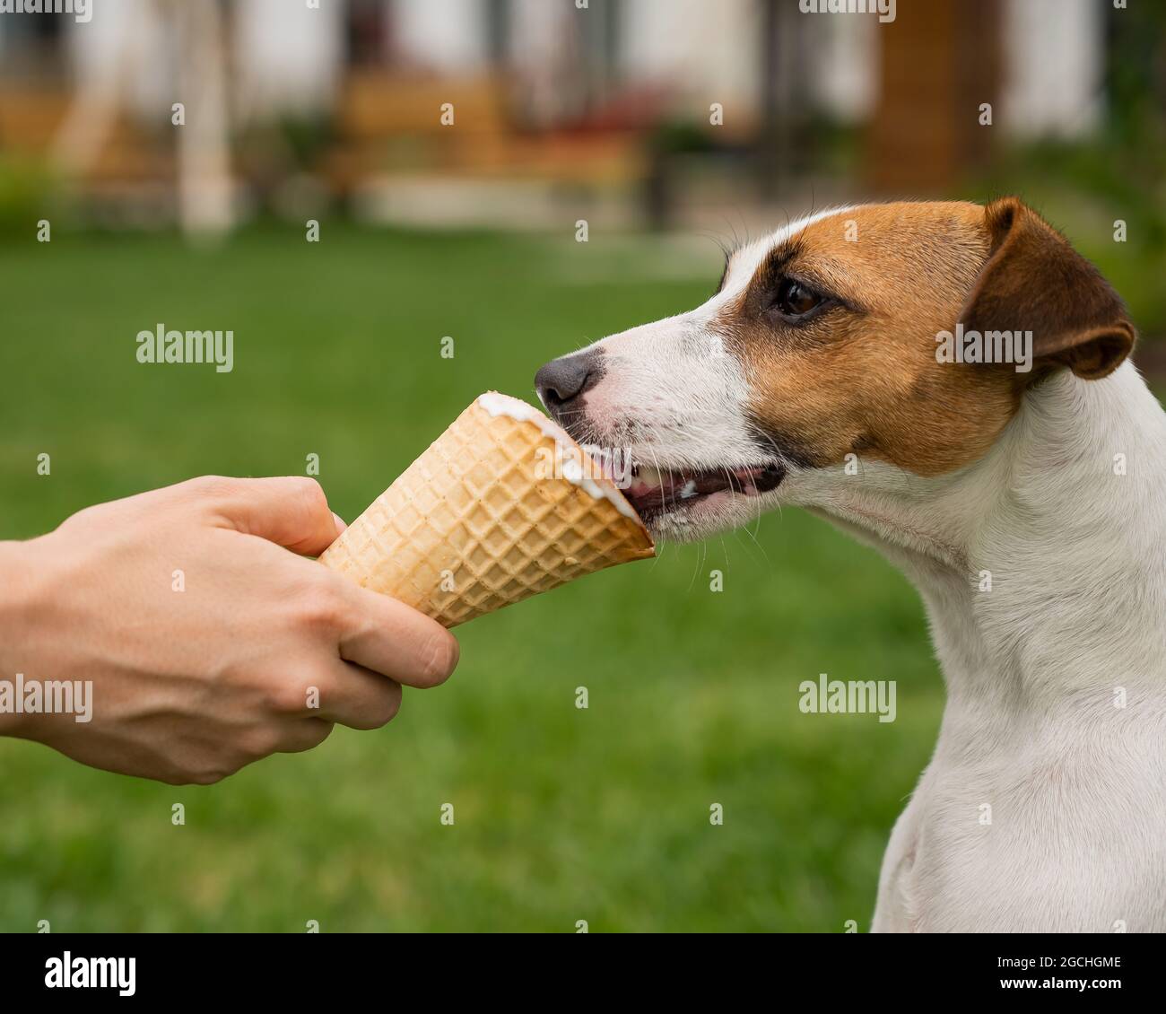 Woman feeding jack russell terrier dog with ice cream cone on hot