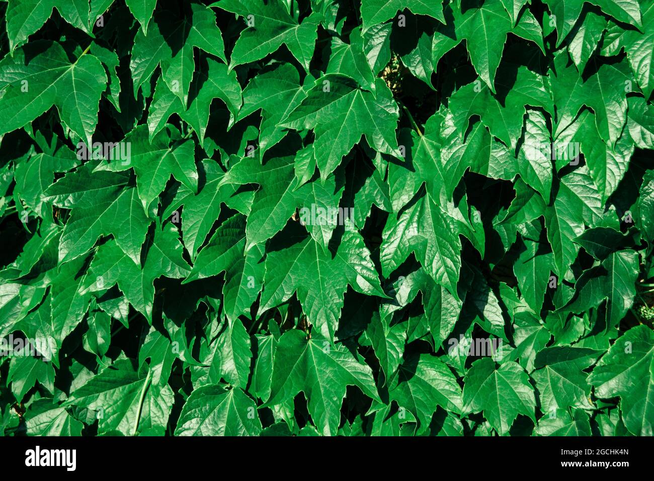 Bright green ivy leaves background. Hedera helix fresh shiny lush foliage. Wallpaper Stock Photo