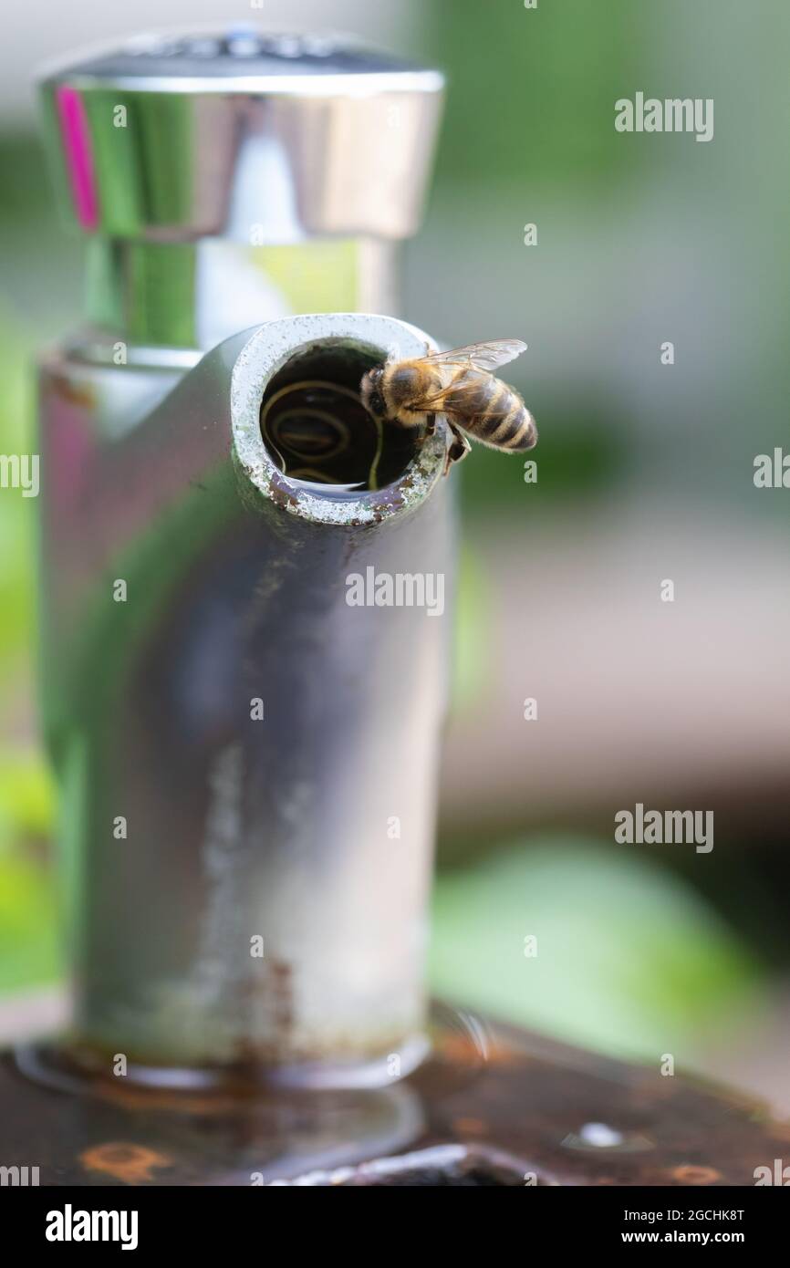 Thirsty bee drinking water at a public potable water fountain, Germany