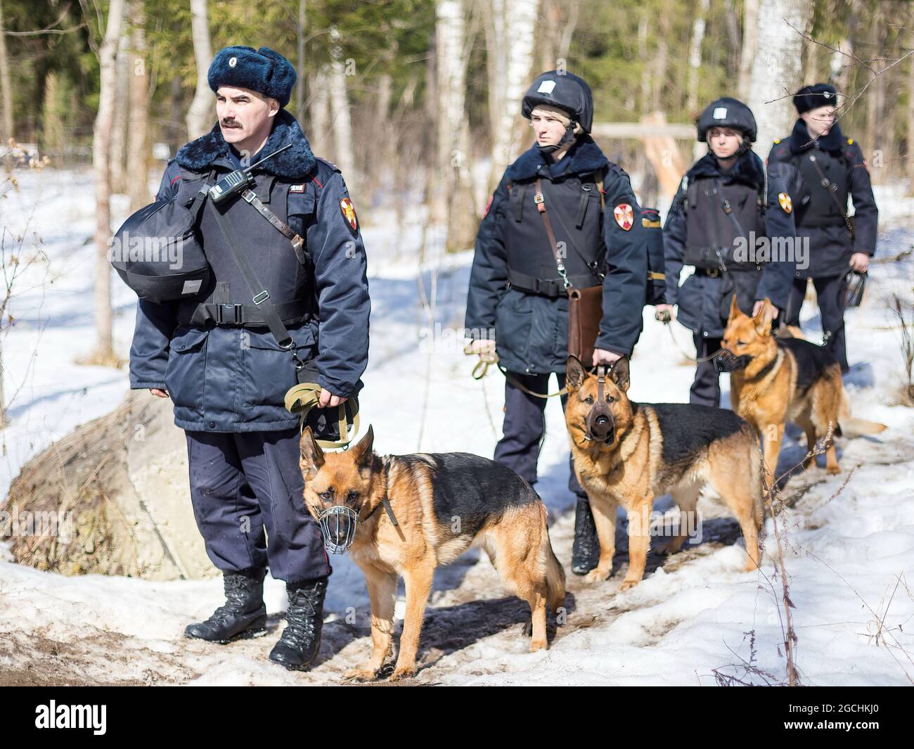 Military dog handlers seen during the military exercise. In Elektrostal, a practical lesson was held with servicemen and employees of special forces of the Central District of the Russian Guard. Stock Photo