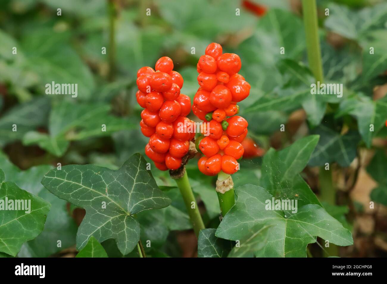 zwei Fruchtstände des Aronstabs leuchtet in hellem Rot am Waldesrand, two Fruit stands of arum maculatum glows in bright red at the edge of the forest Stock Photo