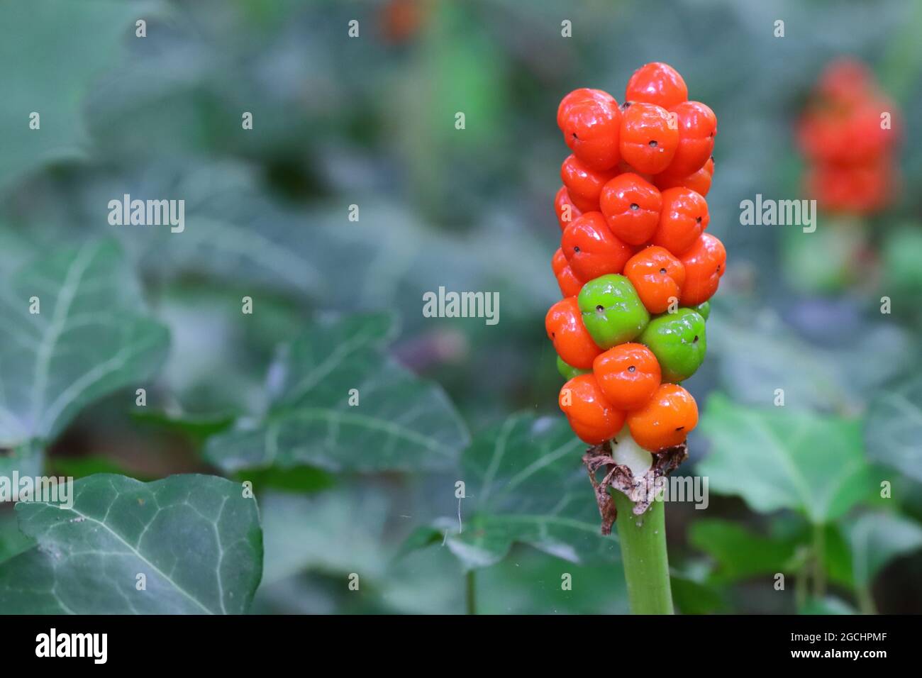 ein Fruchtstand des Aronstabs leuchtet in hellem Rot am Waldesrand, a Fruit stand of arum maculatum glows in bright red at the edge of the forest Stock Photo