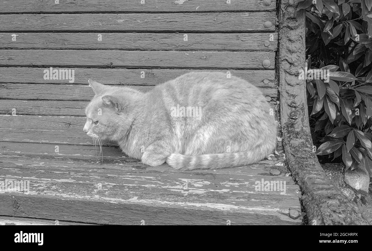 Black and white photo of a cute sleeping cat on an old wooden bench in ...